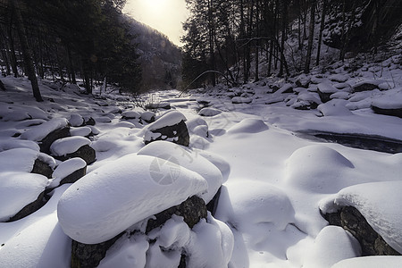 雪蘑菇图片