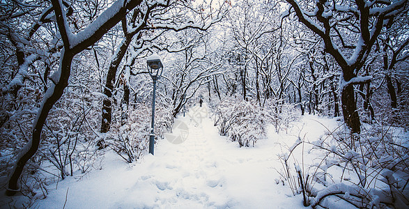 冬季雪中森林图片