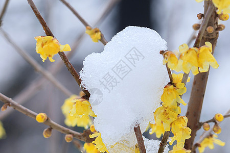 雪日梅花背景图片