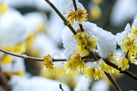 雪日梅花背景图片