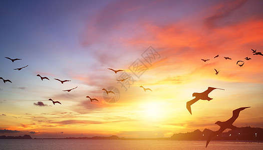 海边夕阳海鸥图片