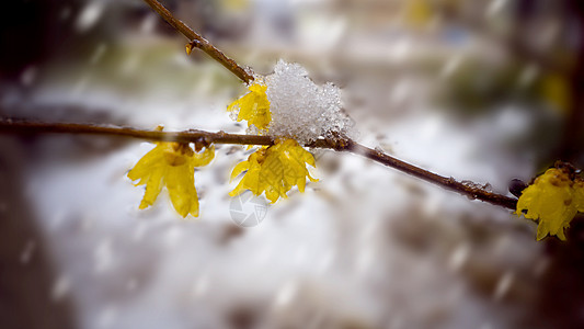 雪中腊梅图片