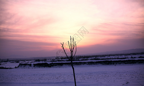 黄昏雪景枯枝背景图片