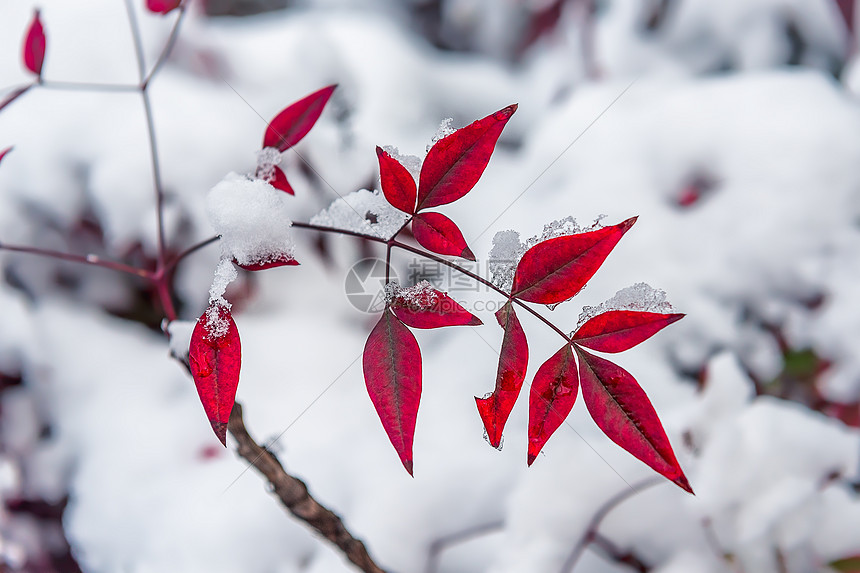 雪中的红叶图片