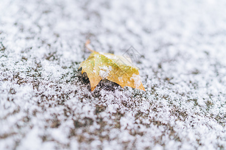 白色叶子素材积雪中的落叶背景