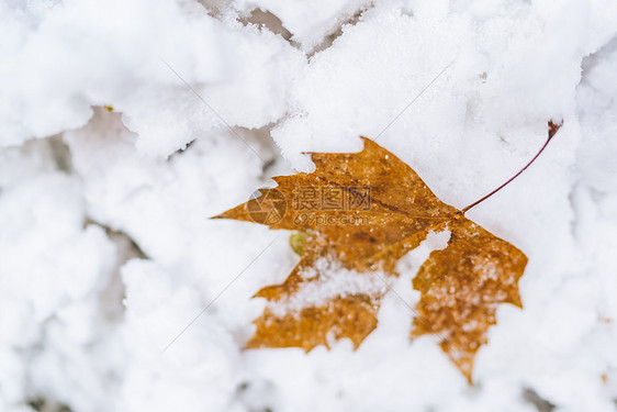 积雪中的落叶图片