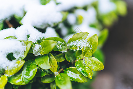 被白雪覆盖的绿色植物高清图片