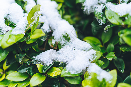 被白雪覆盖的绿色植物高清图片