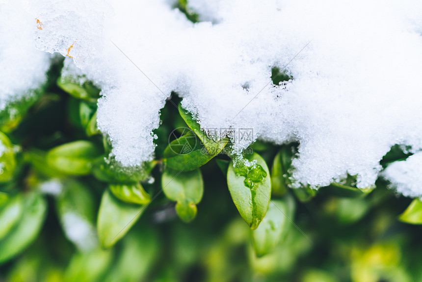 被白雪覆盖的绿色植物图片