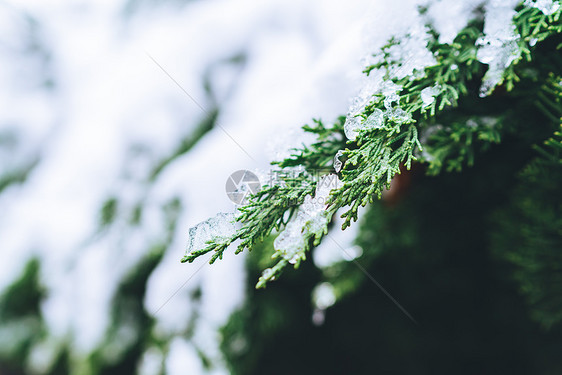 被白雪覆盖的绿色植物图片