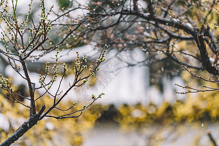 中式古典园林中的雪景图片