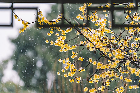 梅花  冬天中式古典园林中的雪景背景