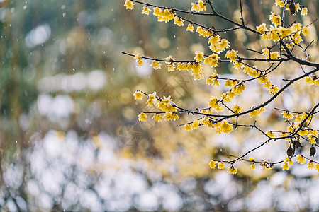 五彩缤纷的花卉中式古典园林中的雪景背景