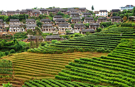 茶叶标签西双版纳茶山背景