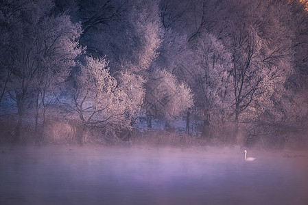 梦幻天鹅湖冬季雾凇高清图片