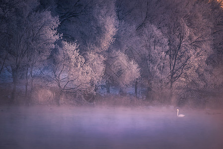 下雪梦幻天鹅湖背景