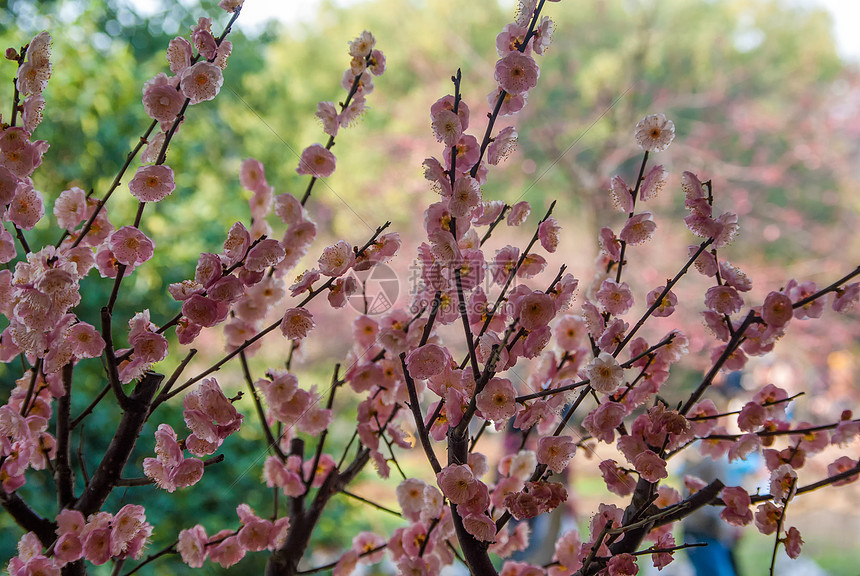 ‘~新年梅花争艳  ~’ 的图片