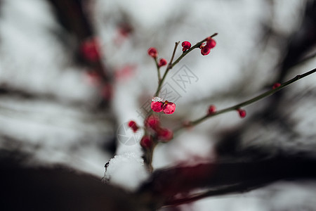 冬日里的梅花与雪花图片