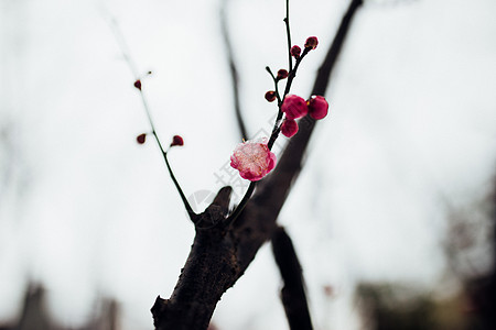 冬日里的梅花与雪花图片