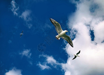 翱翔在天空的鸟儿图片