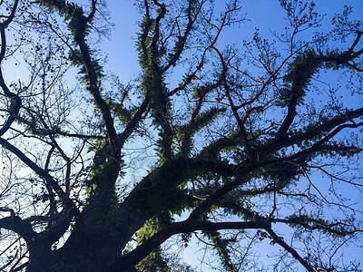 冬日里的百年老树背景图片
