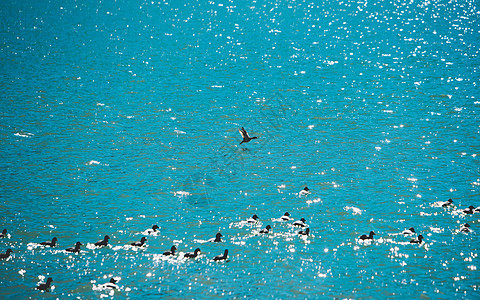 湖面上起飞的鸟图片