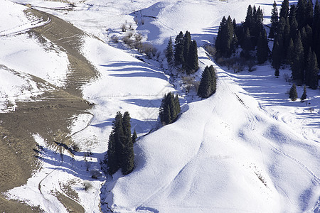 落叶松秋叶新疆特克斯琼库什台冬季风光雪景背景