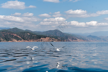 泸沽湖海鸥泸沽湖飞舞的精灵背景