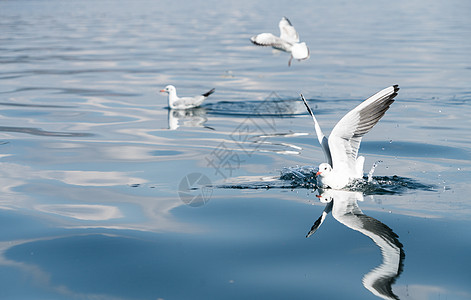 泸沽湖海鸥泸沽湖上飞舞的精灵背景