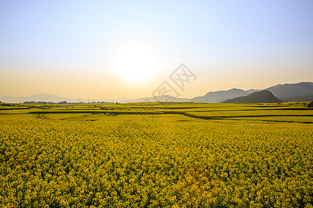 云南罗平油菜花图片