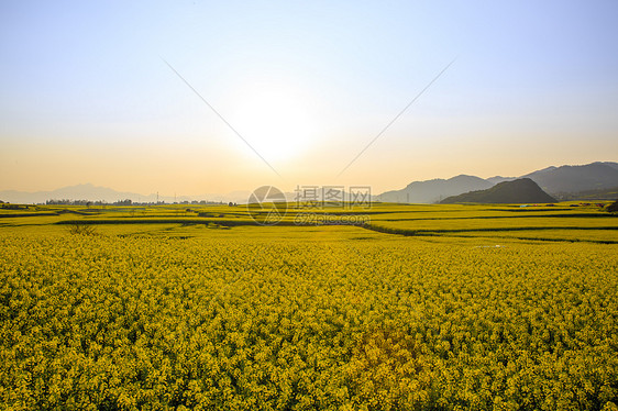 云南罗平油菜花图片