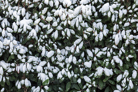 树叶上的积雪图片