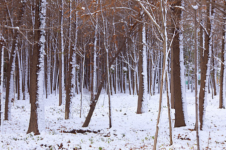 雪天下的树林图片