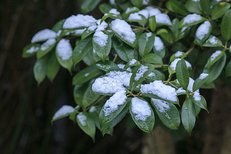 树叶上的积雪图片