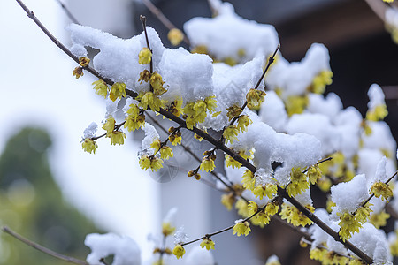 下雪后腊梅花开背景