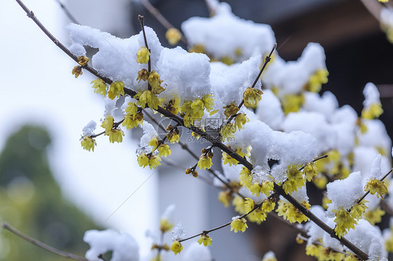 下雪后腊梅花开图片