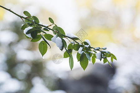 立春树叶上有雪高清图片