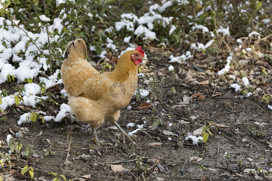 雪地上的鸡图片