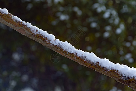 严寒树干上的积雪图片