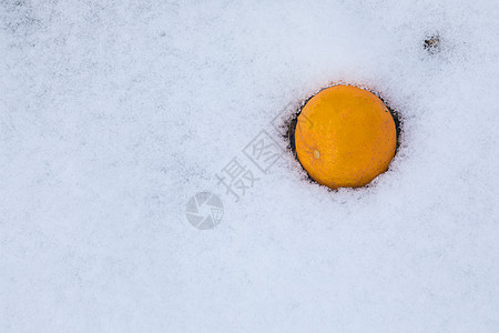 雪地里的橘子背景图片