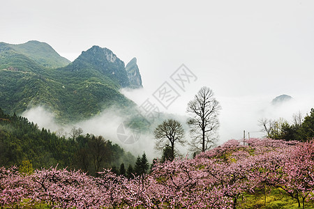 春天桃花盛开图片