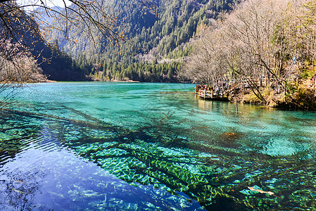 植物水九寨沟五花海背景