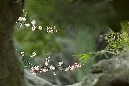 石洞外的梅花图图片