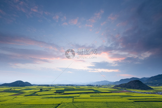 云南罗平油菜花田图片