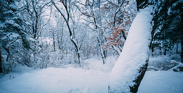 冬天被大雪覆盖住的树林美景高清图片