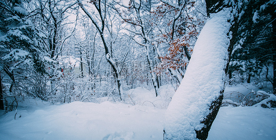 冬天被大雪覆盖住的树林美景图片