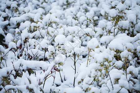 南方的雪南方的雪高清图片