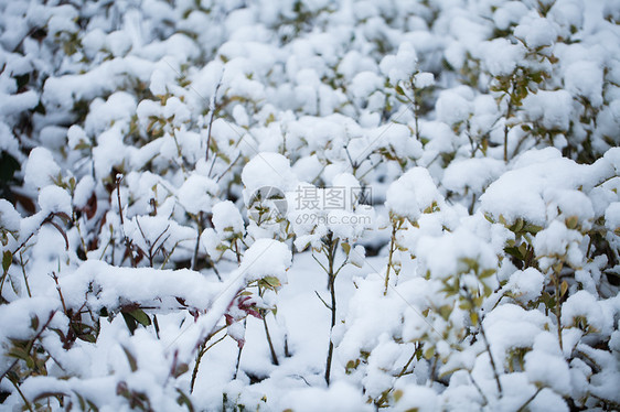 南方的雪图片