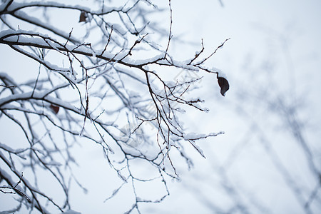 树枝上的积雪图片