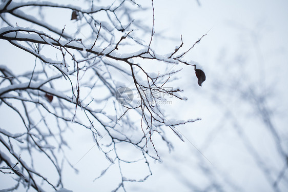 树枝上的积雪图片